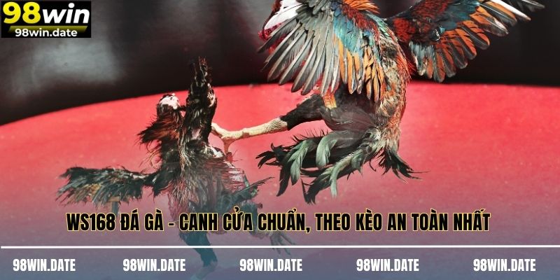 WS168 Đá Gà – Canh Cửa Chuẩn, Theo Kèo An Toàn Nhất 